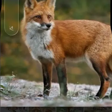 Profile image of 여우