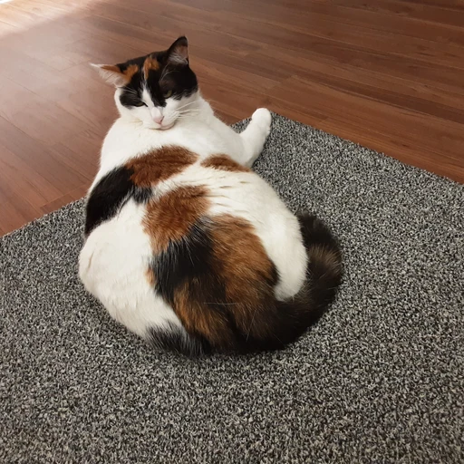 초코