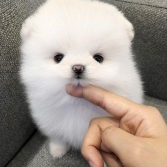 팀나빠+늑대+학교 대표 이미지