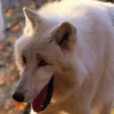 Profile image of 정늑대