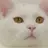 (고양이산책):푸딩