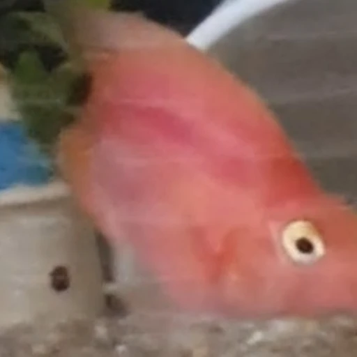 애완 물고기