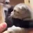 고양이 2