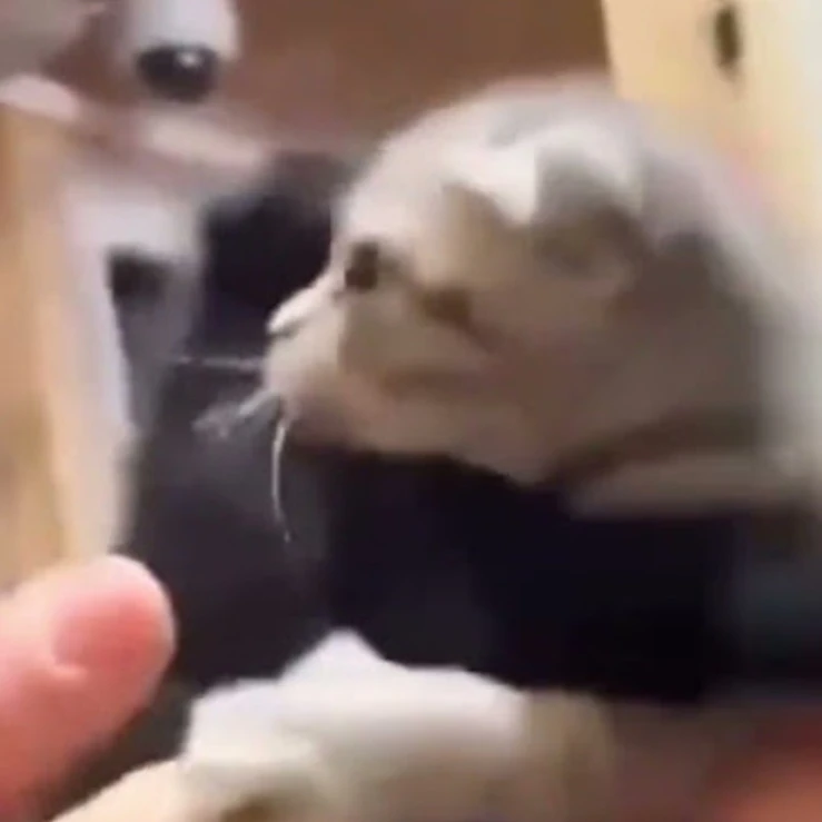 고양이 1