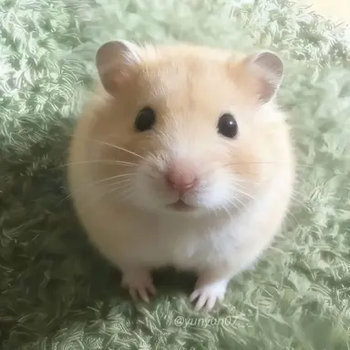 Profile image of ほし