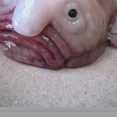 Profile image of 여우