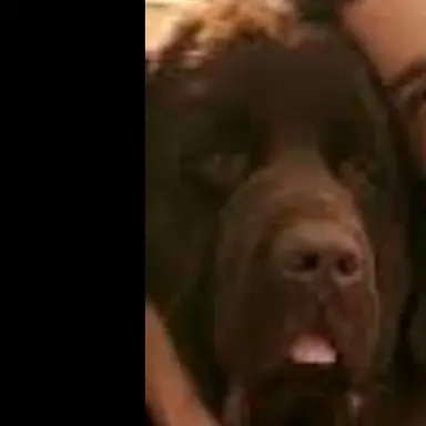 Profile image of Bear