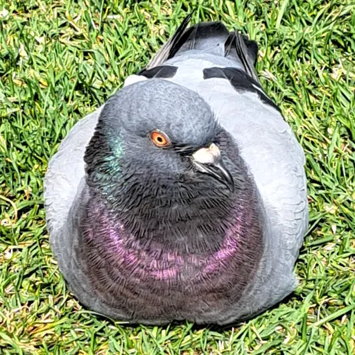 Reiakunus115의 鳩