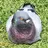 鳩