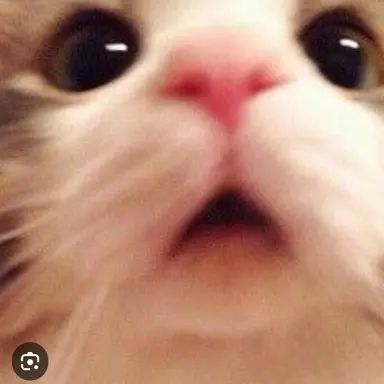 Profile image of 준빵