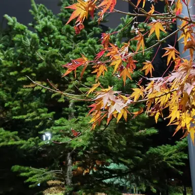 Profile image of 제미니