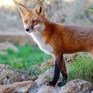 Profile image of 여우