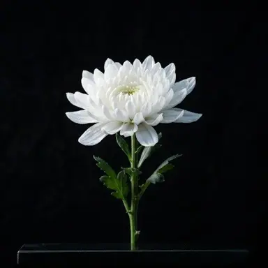 Profile image of Yeou Verdandi