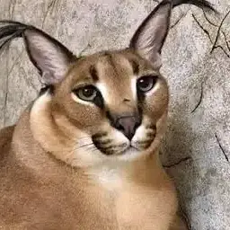 Profile image of Floppa