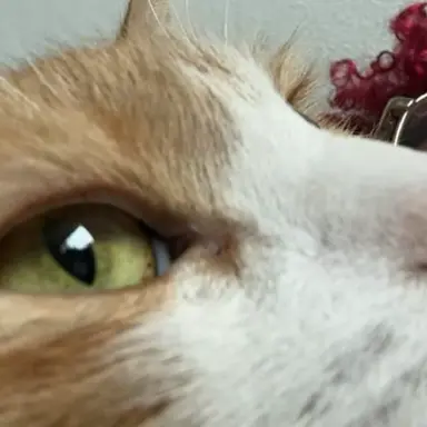 Profile image of Romy