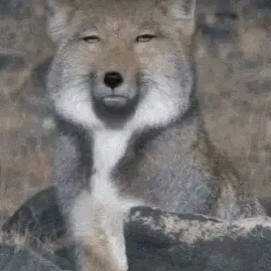 Profile image of 여우