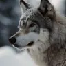 Profile image of 狼