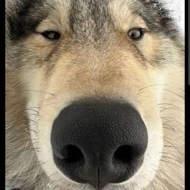 Profile image of 늑대