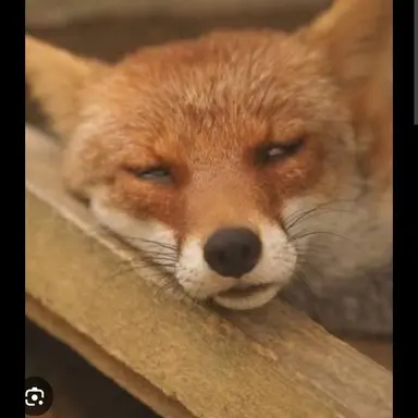 Profile image of 여우