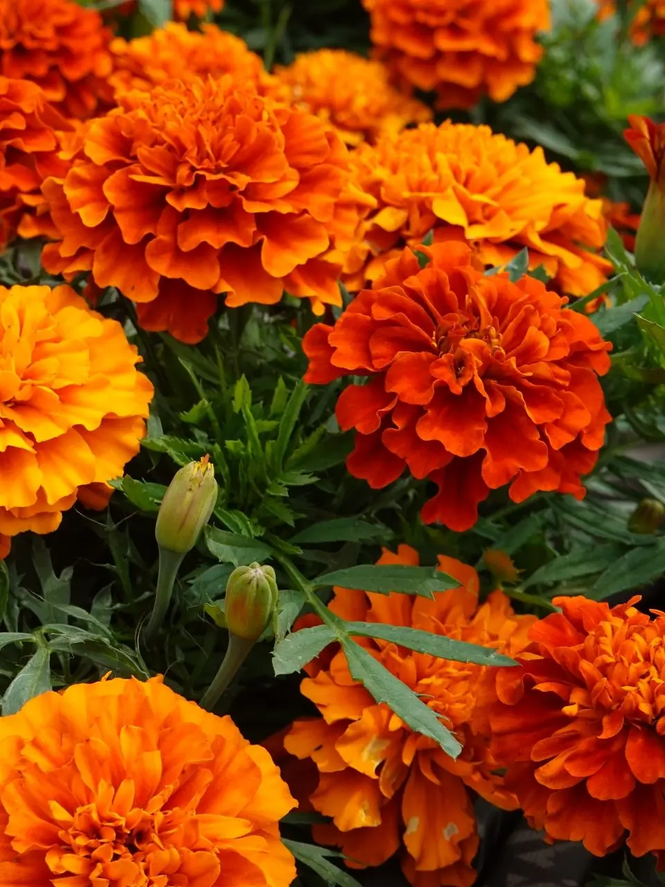 Kemuri_777_의 拗ねろれ