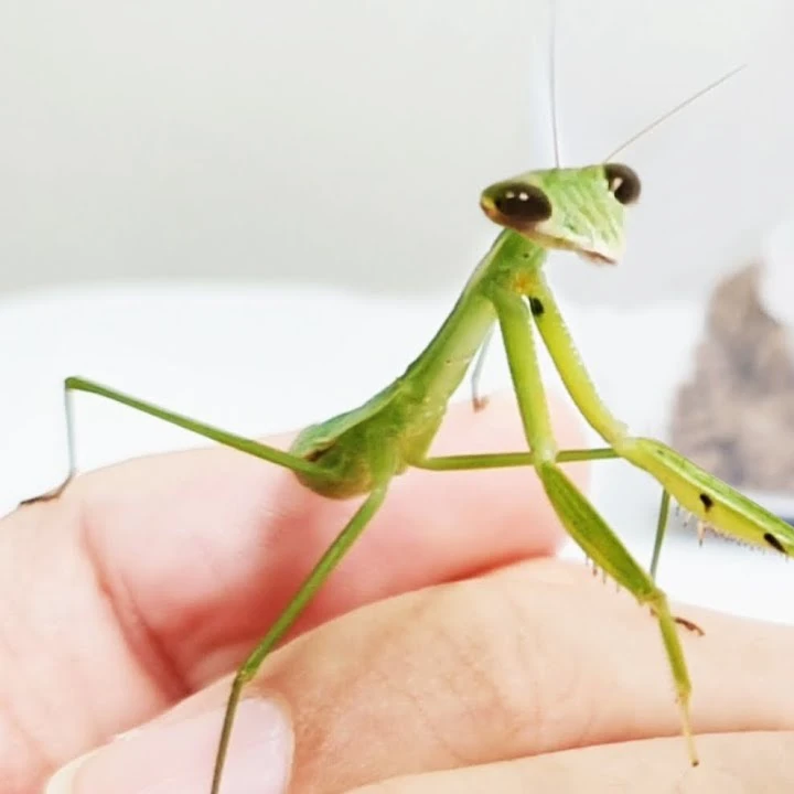 사마귀