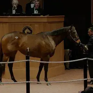 RipestArena8021의 Horse Auction