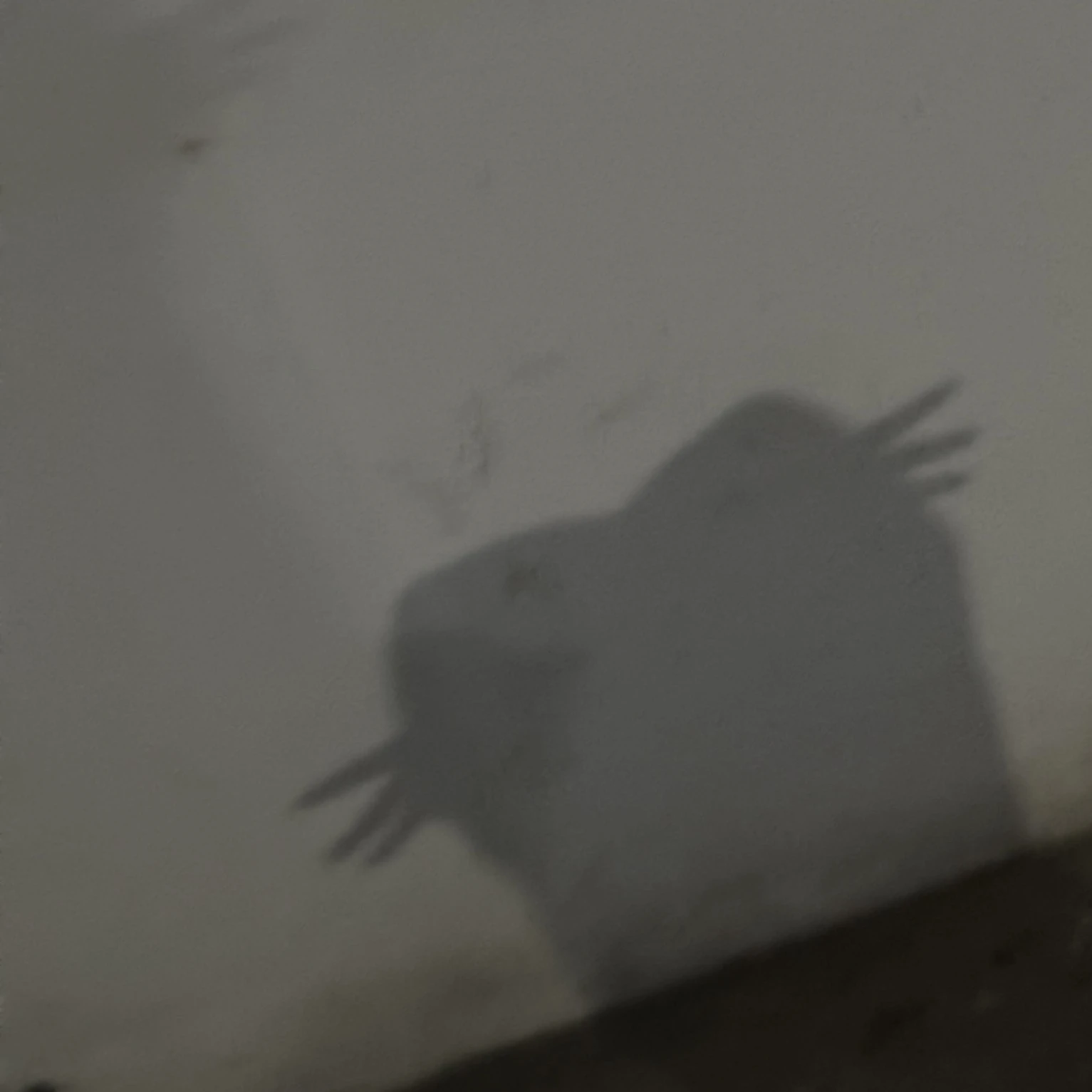 양정원