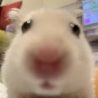 Profile image of 시원