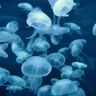 Profile image of 우유참치