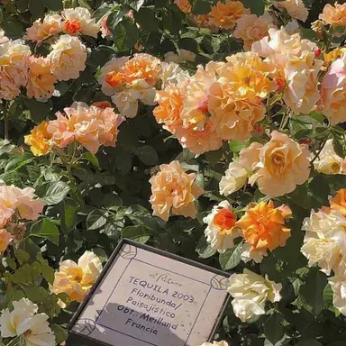 Profile image of 여우