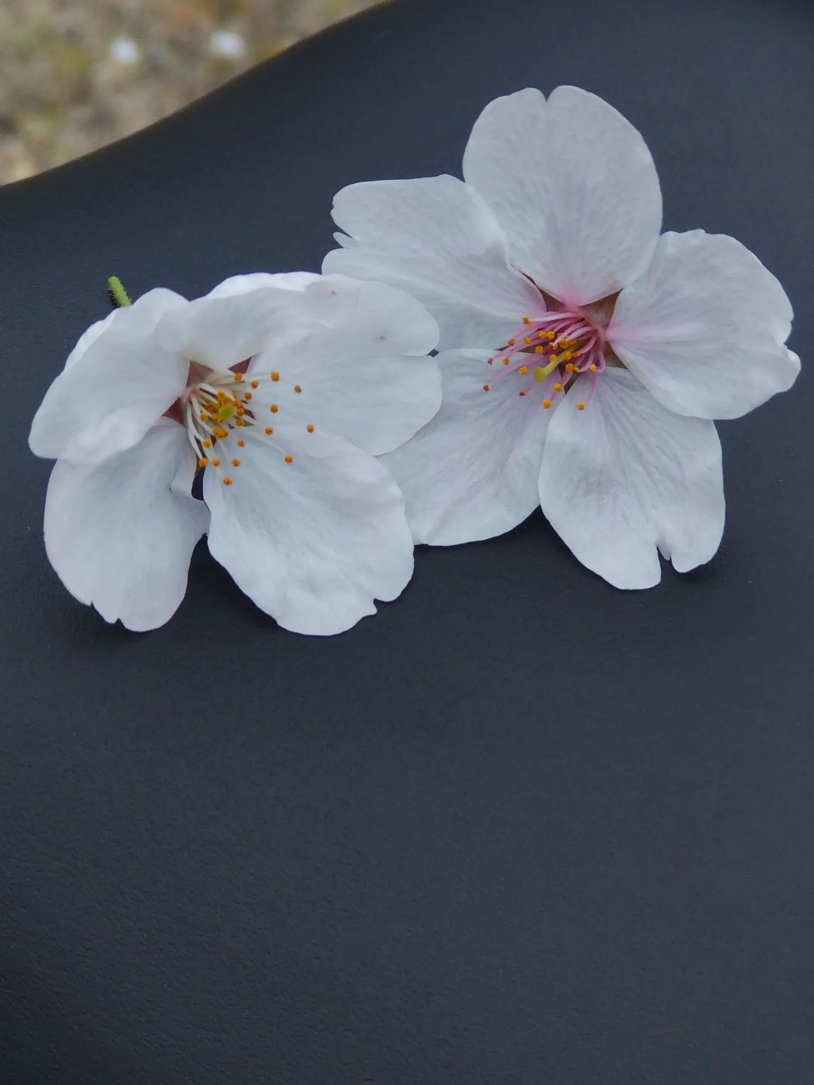 Otaku4의 無自覚ヒーローの彼は今日も私を甘やかす