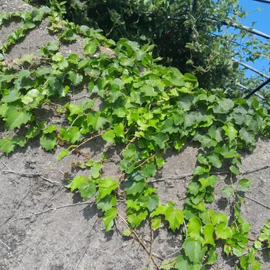 Profile image of 정공룡