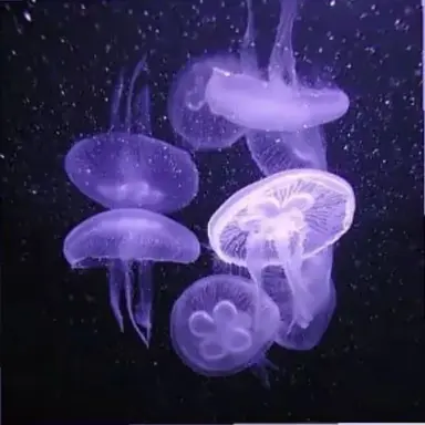 Profile image of 不破湊