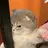 까칠 고양이