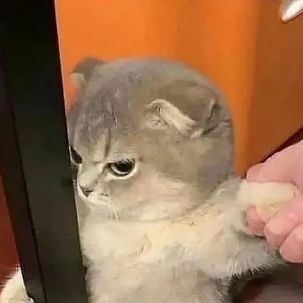 까칠 고양이