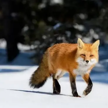 Profile image of 여우