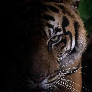 Profile image of 0035