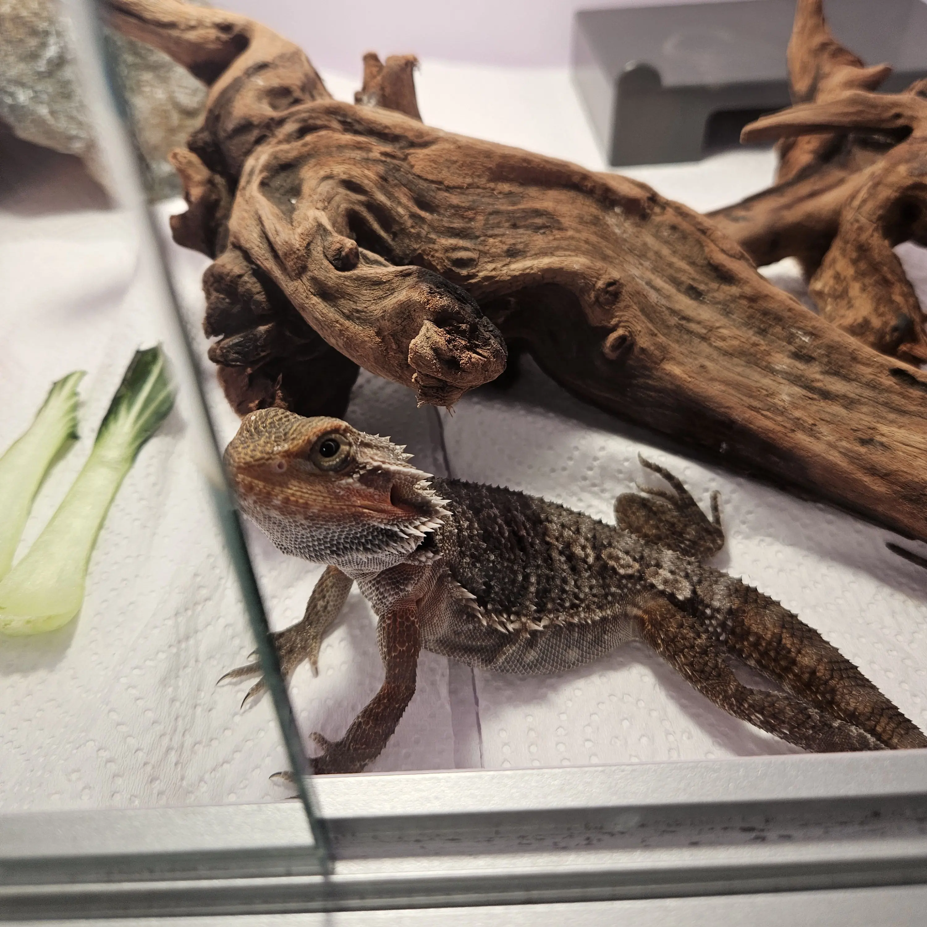 Smu의 좀비세계 집사 당신 반금많남