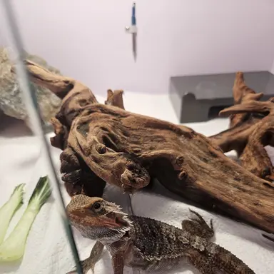 Profile image of 푸딩