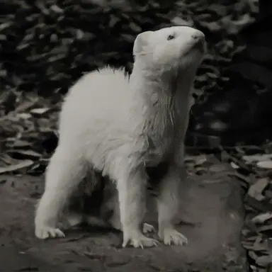 Profile image of ドラコ