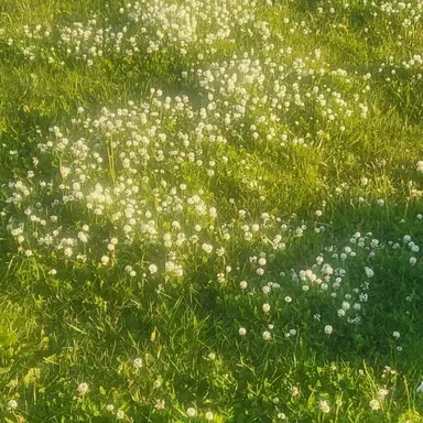 Profile image of 공룡