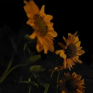 Profile image of 쪼만