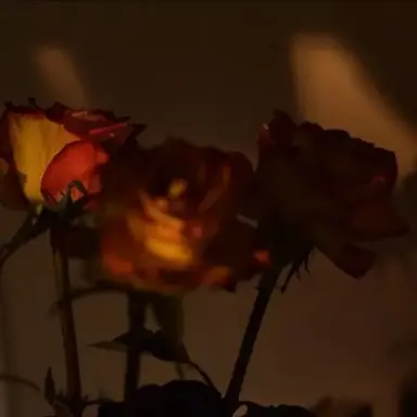Profile image of 코마