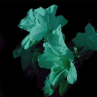Profile image of 예엥