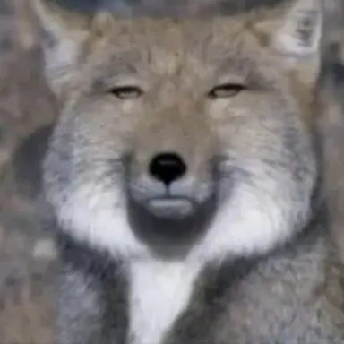 Profile image of 늑대