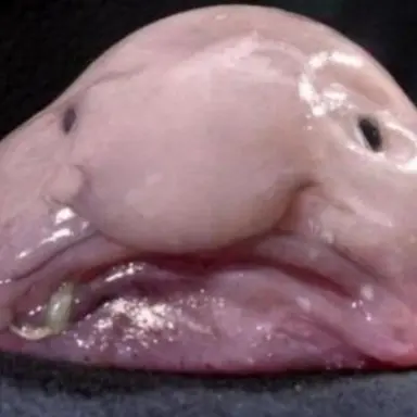 Profile image of 여우