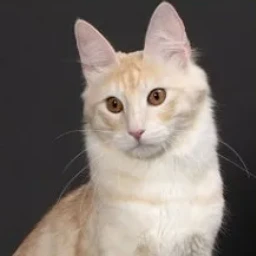 설탕