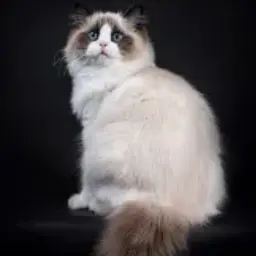 asuddengathering의 고양이 키우기!