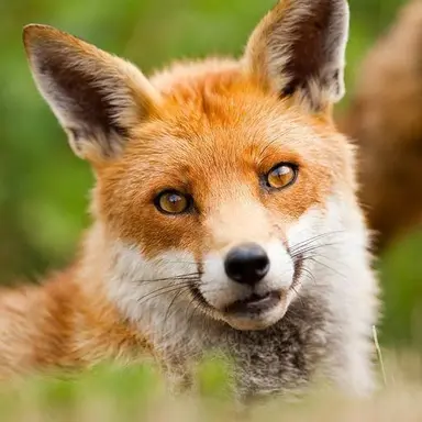 Profile image of 여우 쐑키