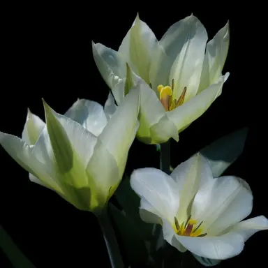 Profile image of 정공룡